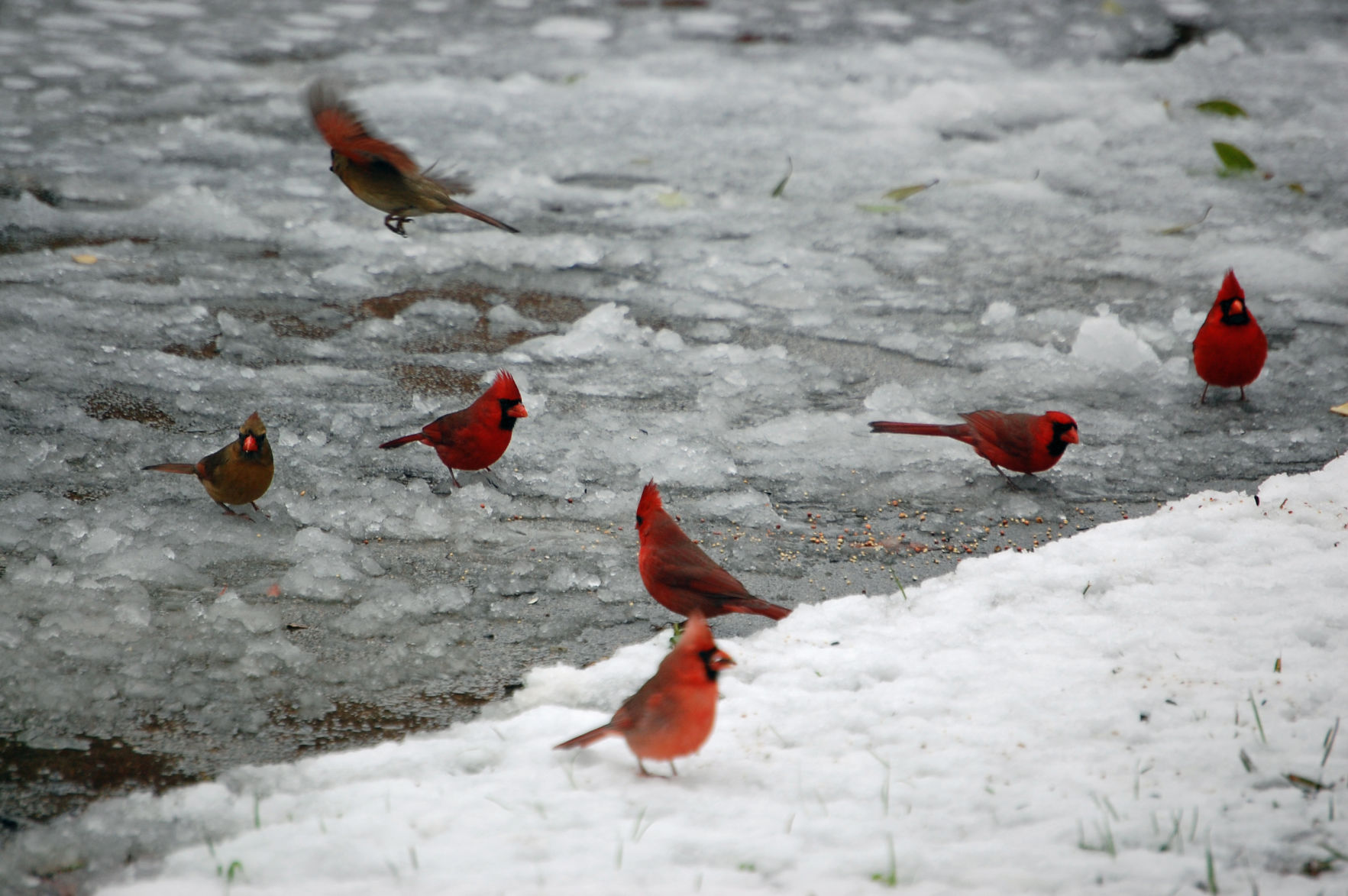 121108 cold cardinals3 mhh.jpg